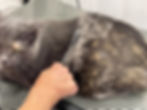 De Shedding