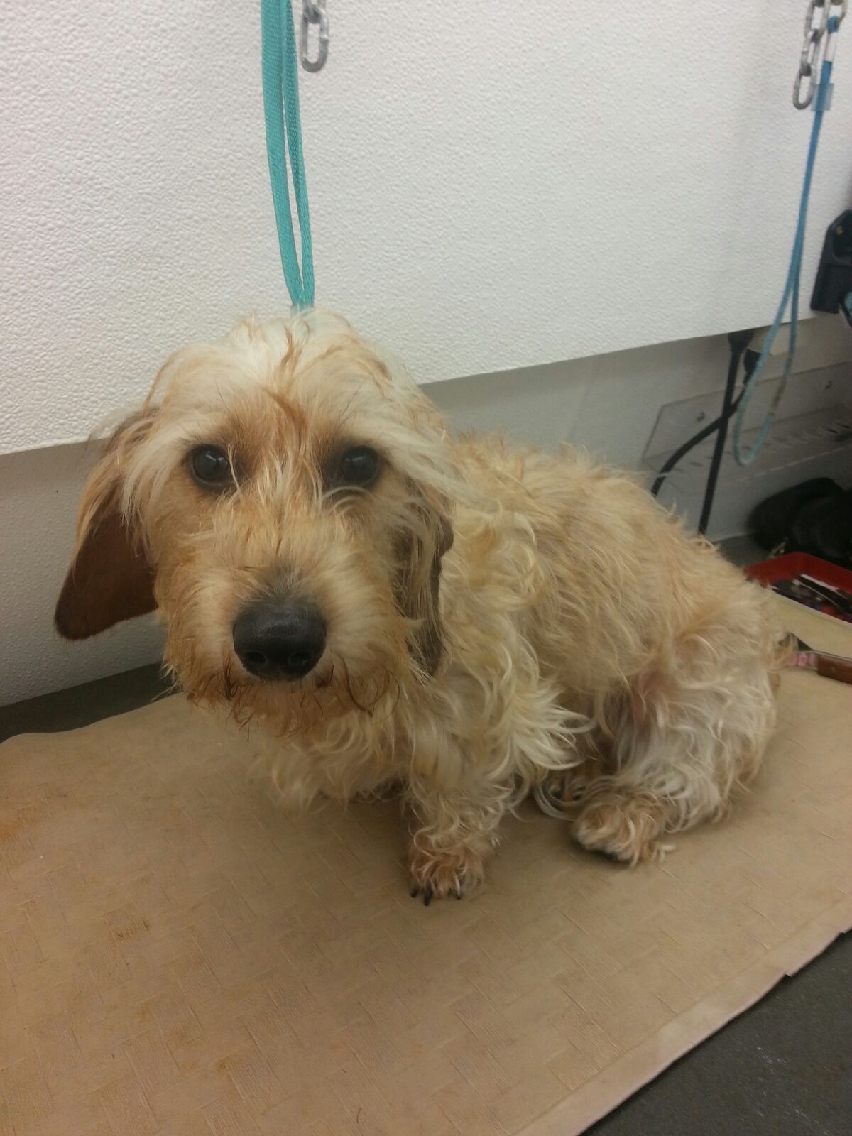 Barney Before