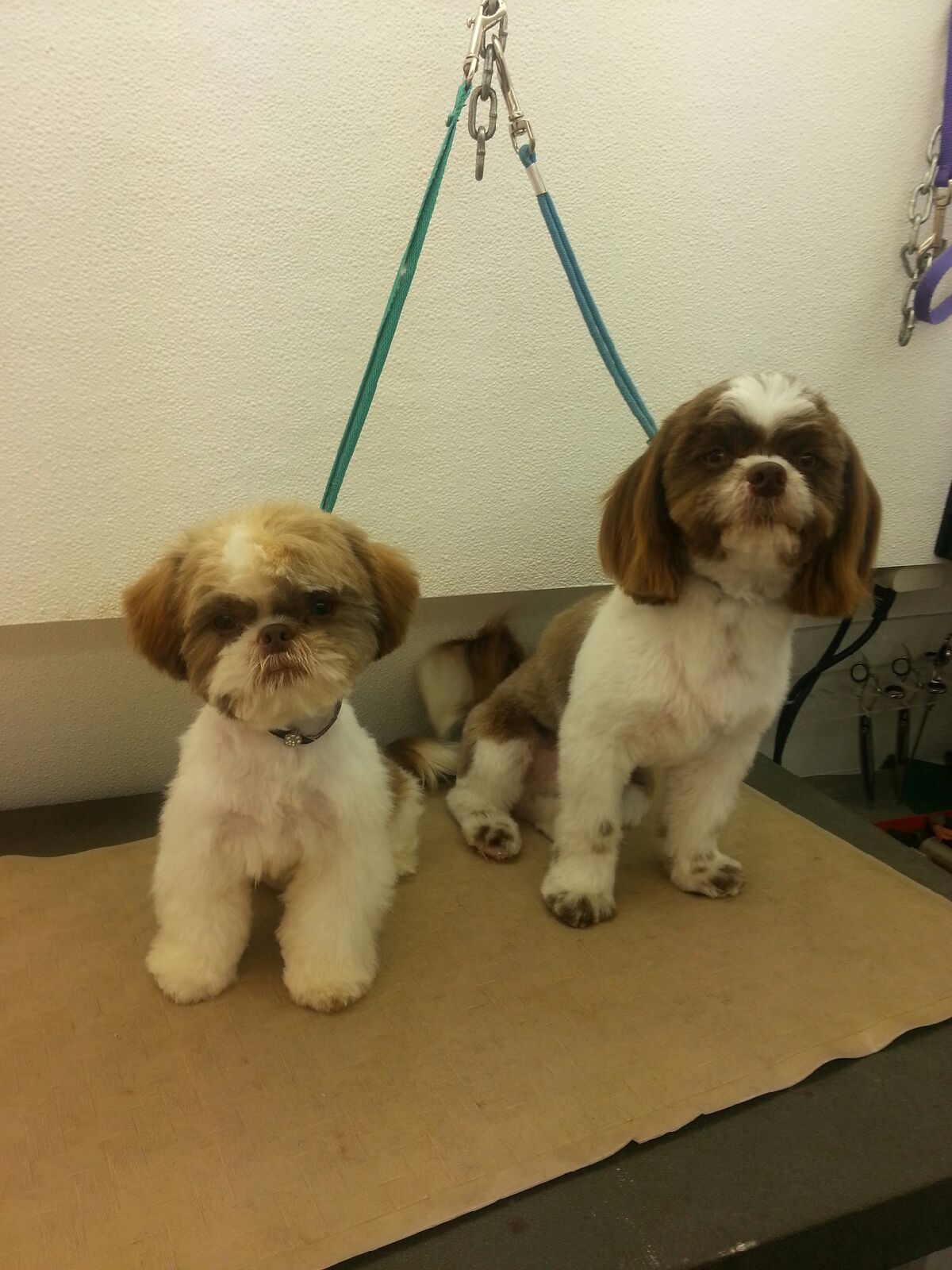 Two young shih tzu pups