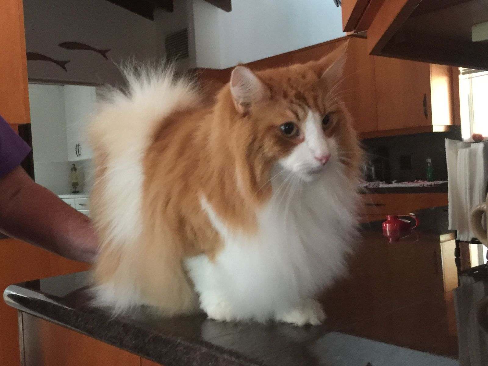 Norwegian Forest Cat