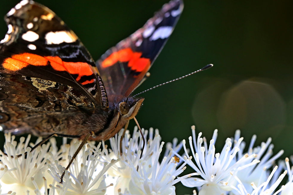 Red Admiral 1