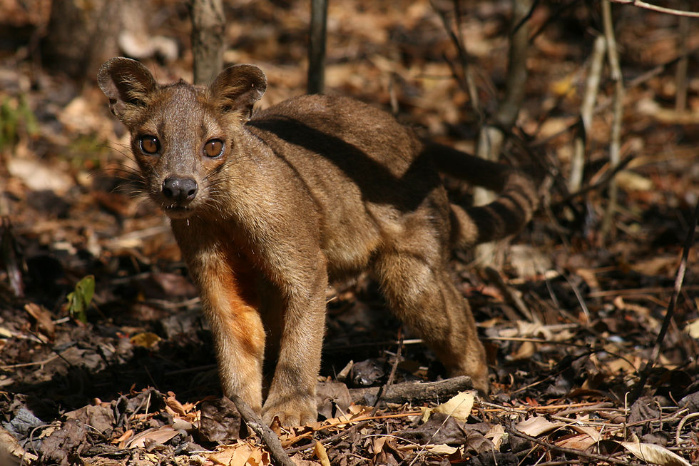 Fossa