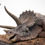 Miniatura: Jurassic Park Maquette 1/8 Sick Triceratops 96 cm