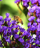 Purple Statice with bee