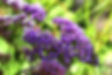 Statice violet