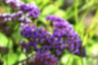 Purple Statice