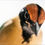 Thumbnail: Noisy Pitta