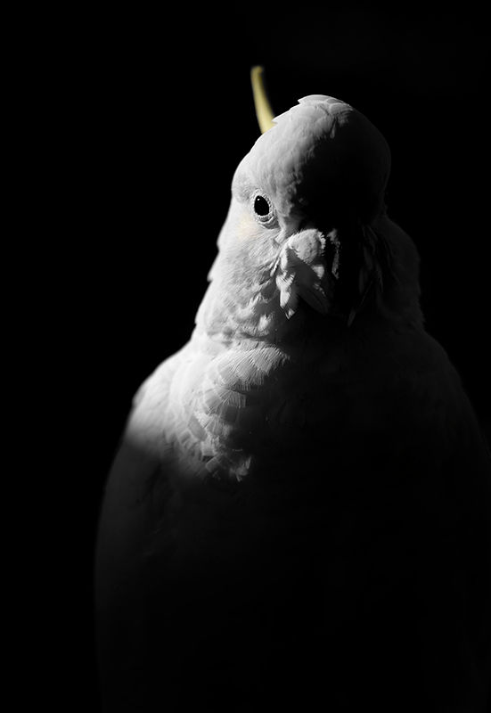 Thumbnail: Urban Visitor - Featuring a Sulphur-crested Cockatoo
