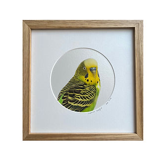 Budgie-framed-website.jpg