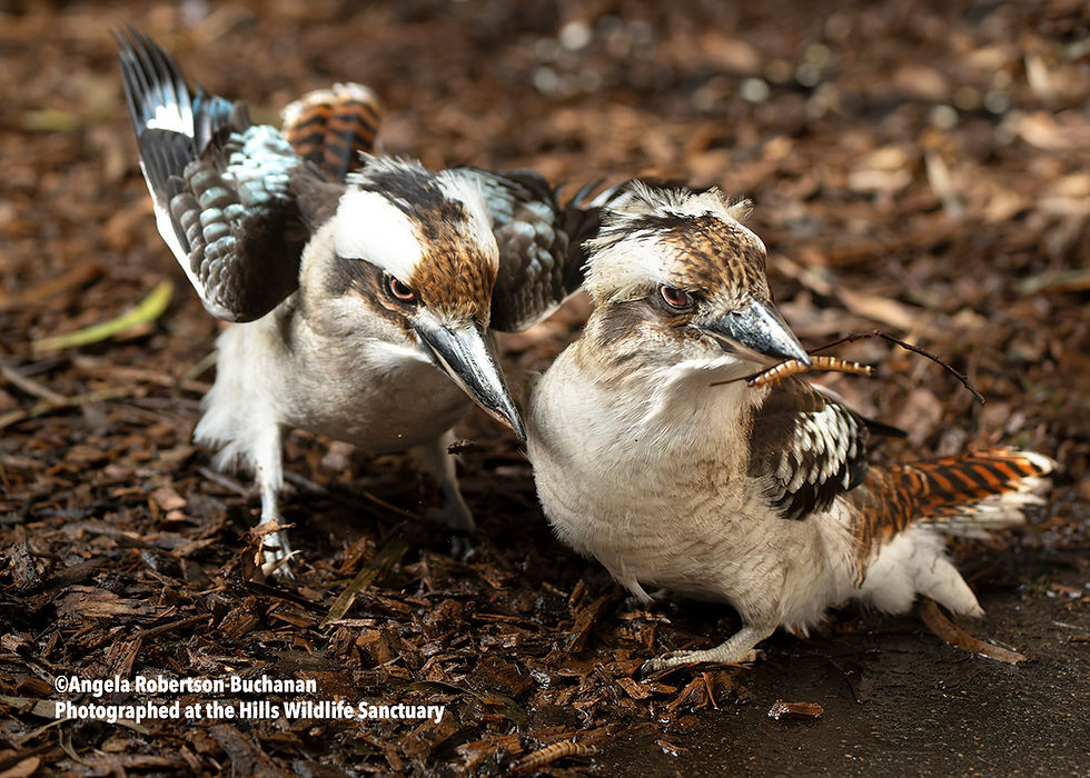 Thumbnail: Hills Wildlife Sanctuary Bird Photography Experience, 25th September, 2026
