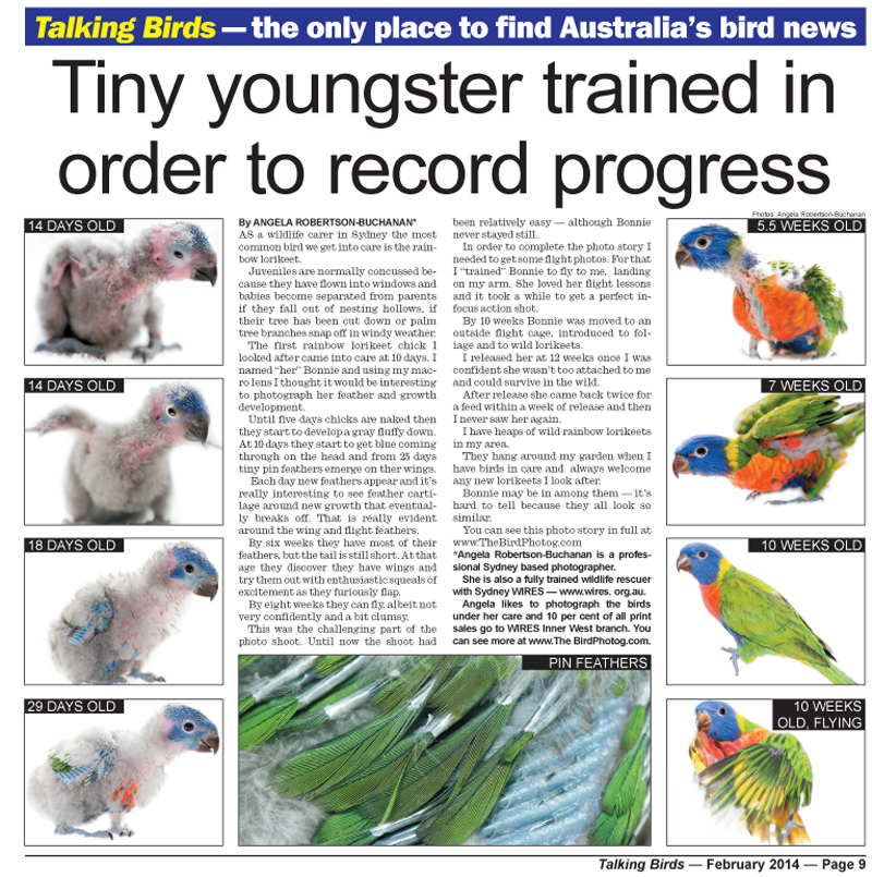 Talking Birds Editorial