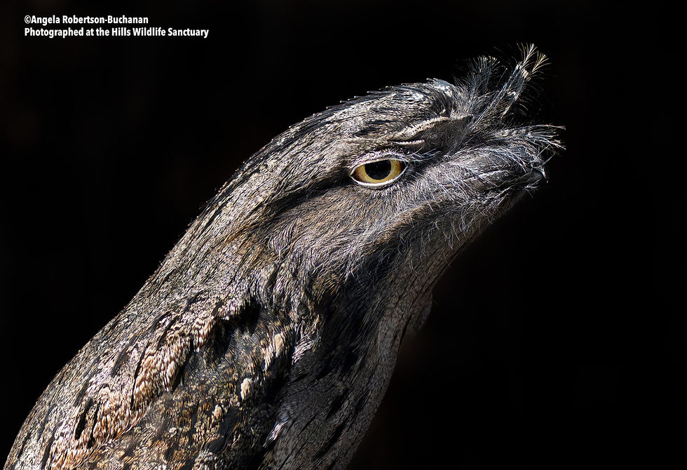Thumbnail: Hills Wildlife Sanctuary Bird Photography Experience, 25th September, 2026