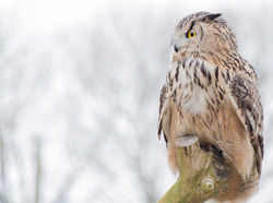 Eagle-Owl