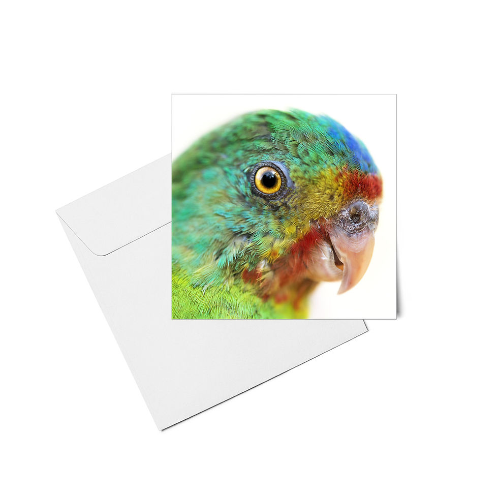 Thumbnail: Endangered Birds - Set of 6 Bird Cards