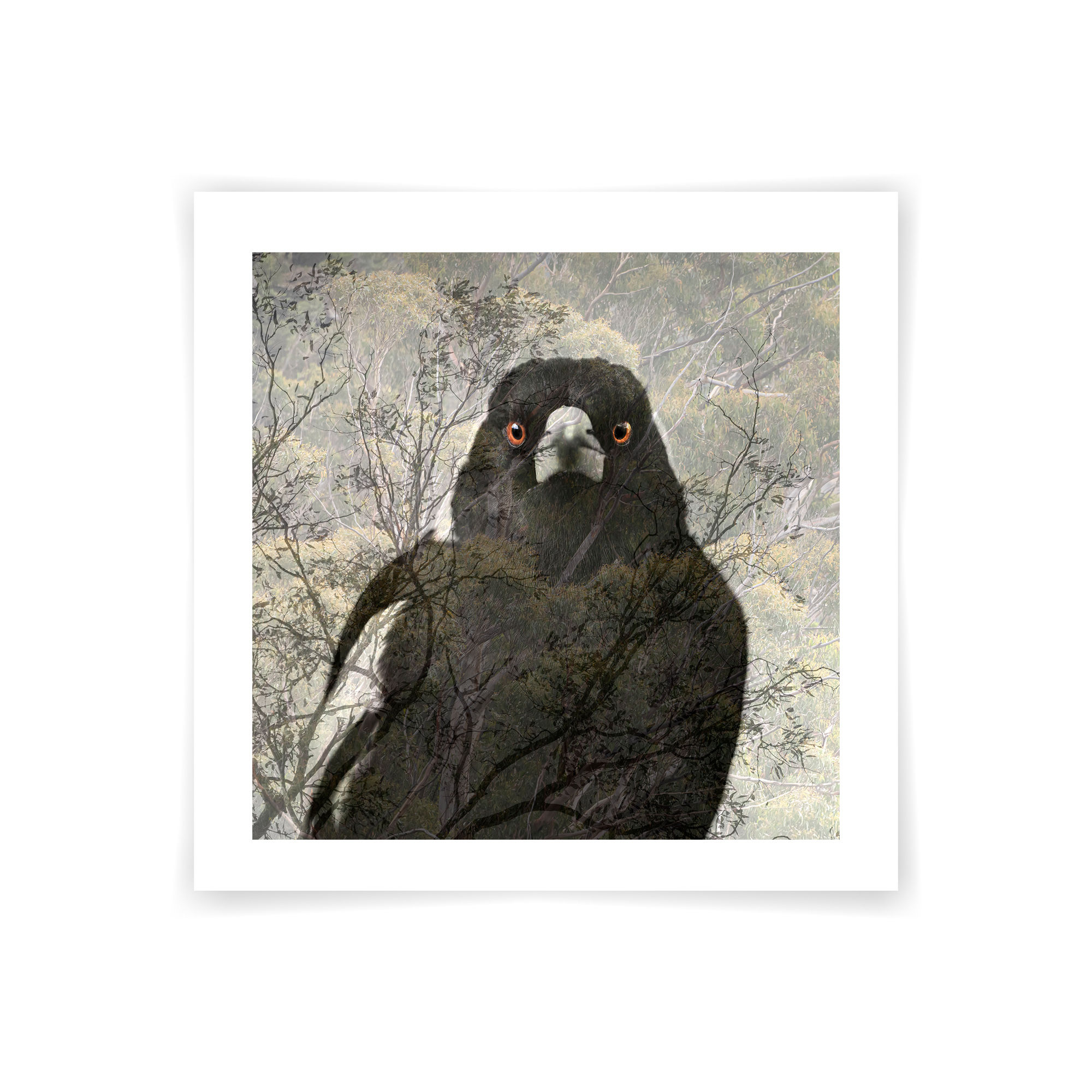 Habitat Series - Magpie