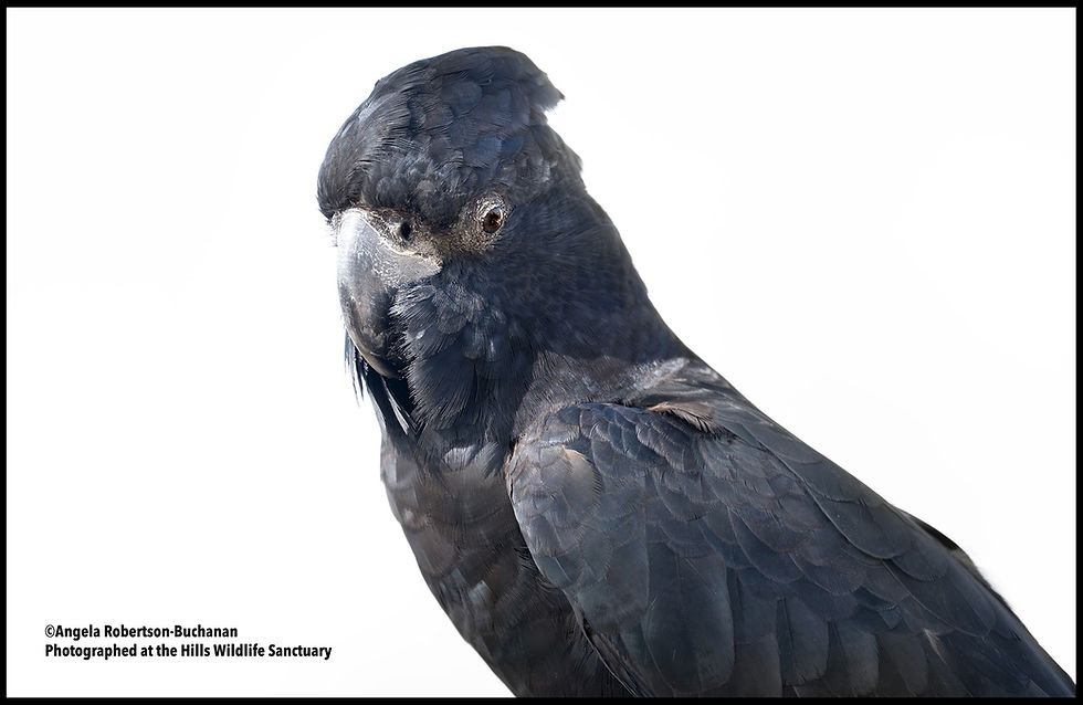 Thumbnail: Hills Wildlife Sanctuary Bird Photography Experience, 25th September, 2026