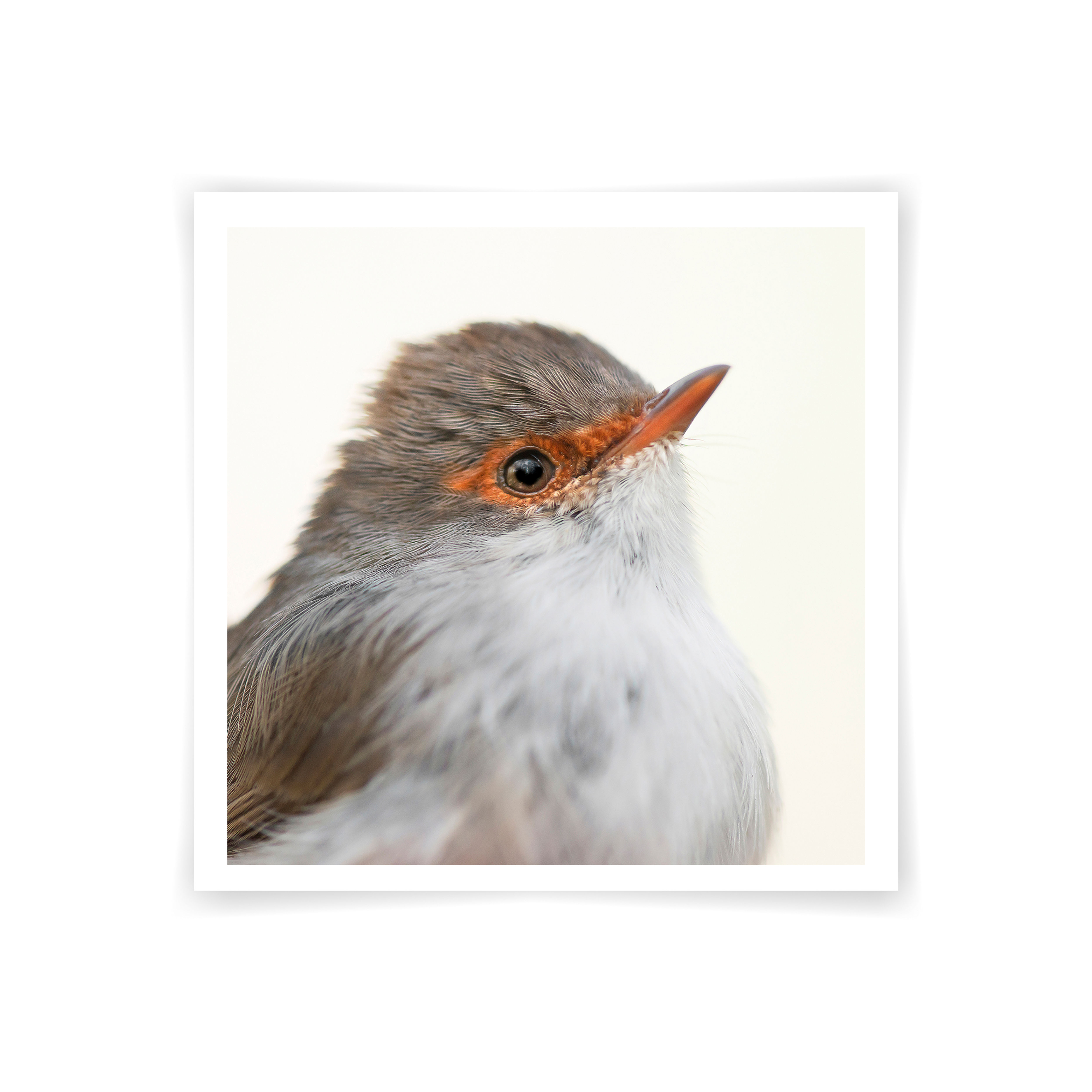 Female Superb Fairy Wren