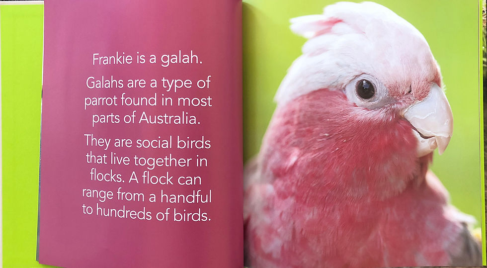 Thumbnail: Teddy the Wombat/Frankie the Galah