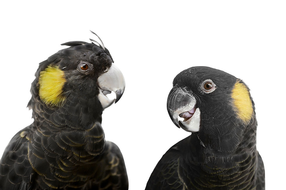 Thumbnail: Opal and Yeti (Yellow-tailed black cockatoos)