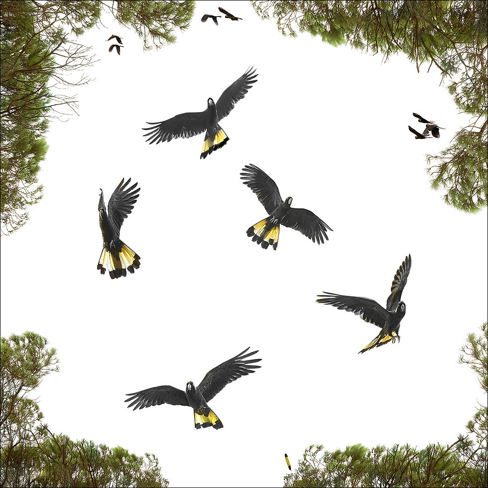 Thumbnail: Dance of the Yellow-tails (Black Cockatoos)