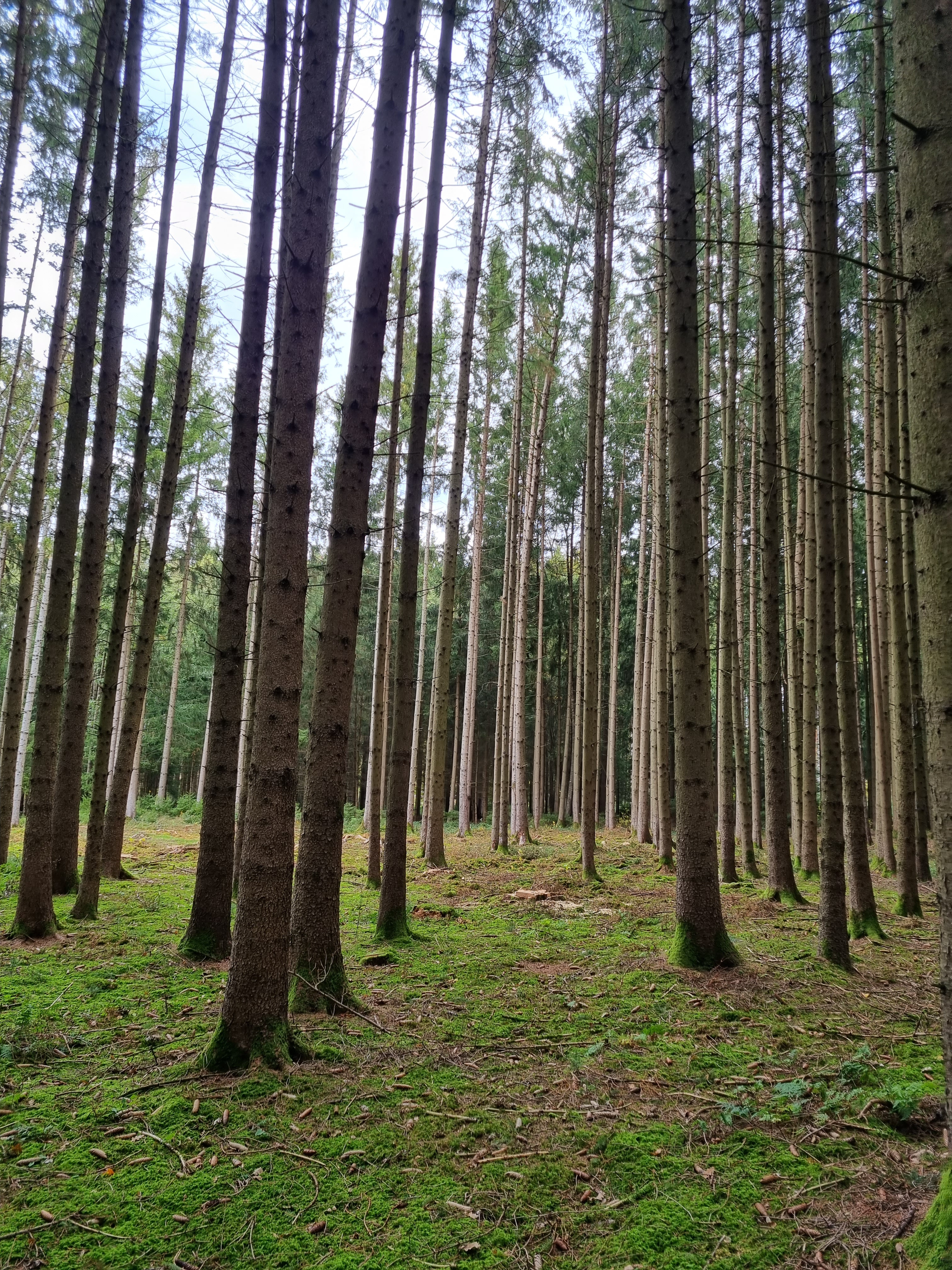 Spaziergänge