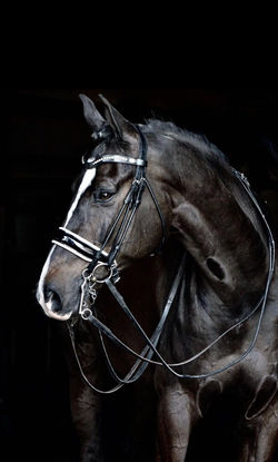 Sold Sales Horse