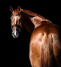 Sarah Lockman Sales Horse