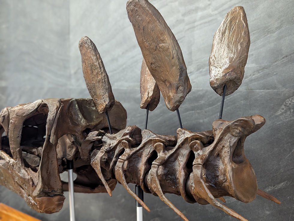 Thumbnail: Stegosaurus Life Size Fossil Replica 