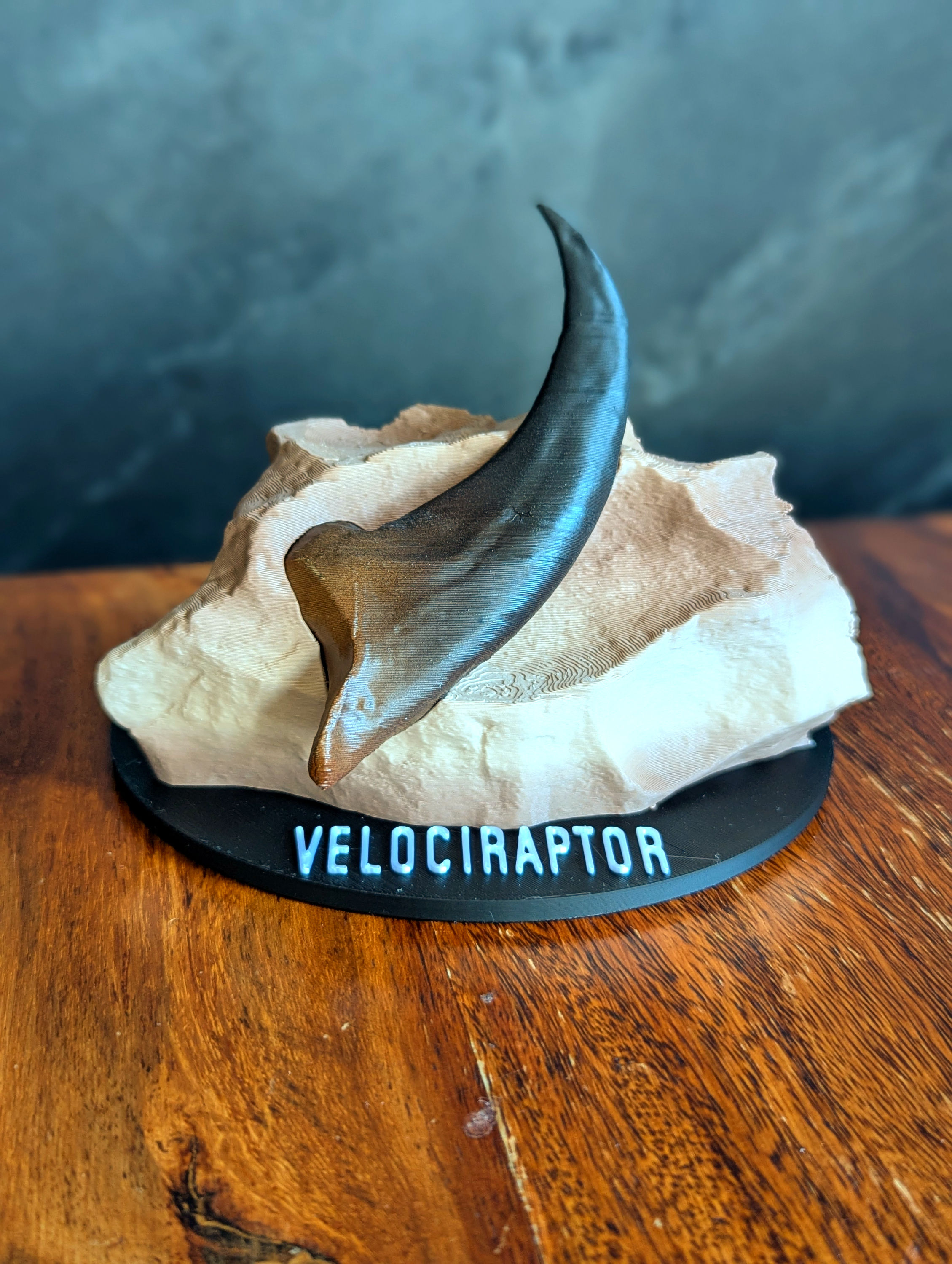 Velociraptor Claw Dinosour Fossil on Display Stand