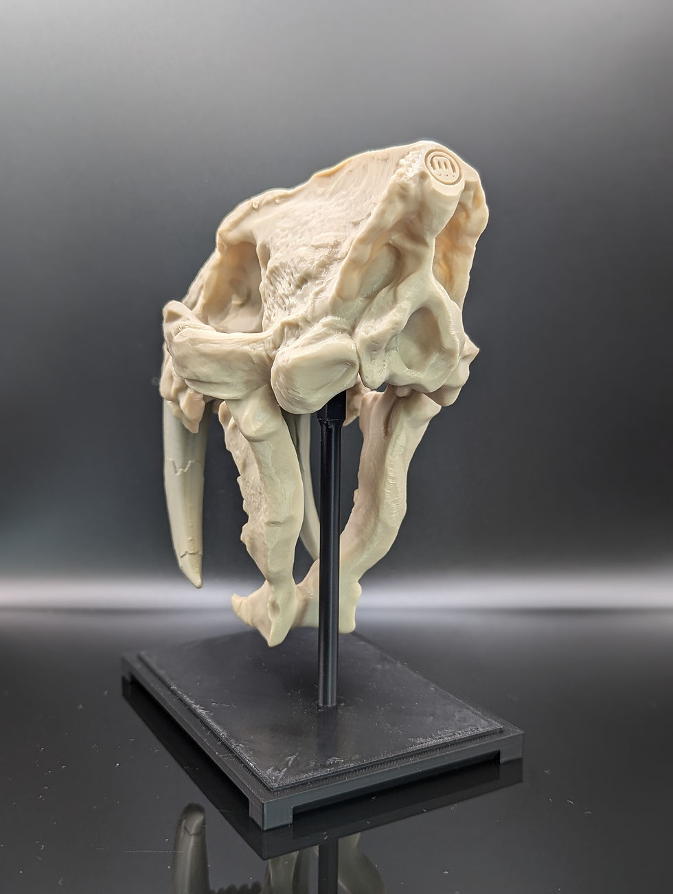 Thumbnail: Sabertooth Tiger Fossil on stand