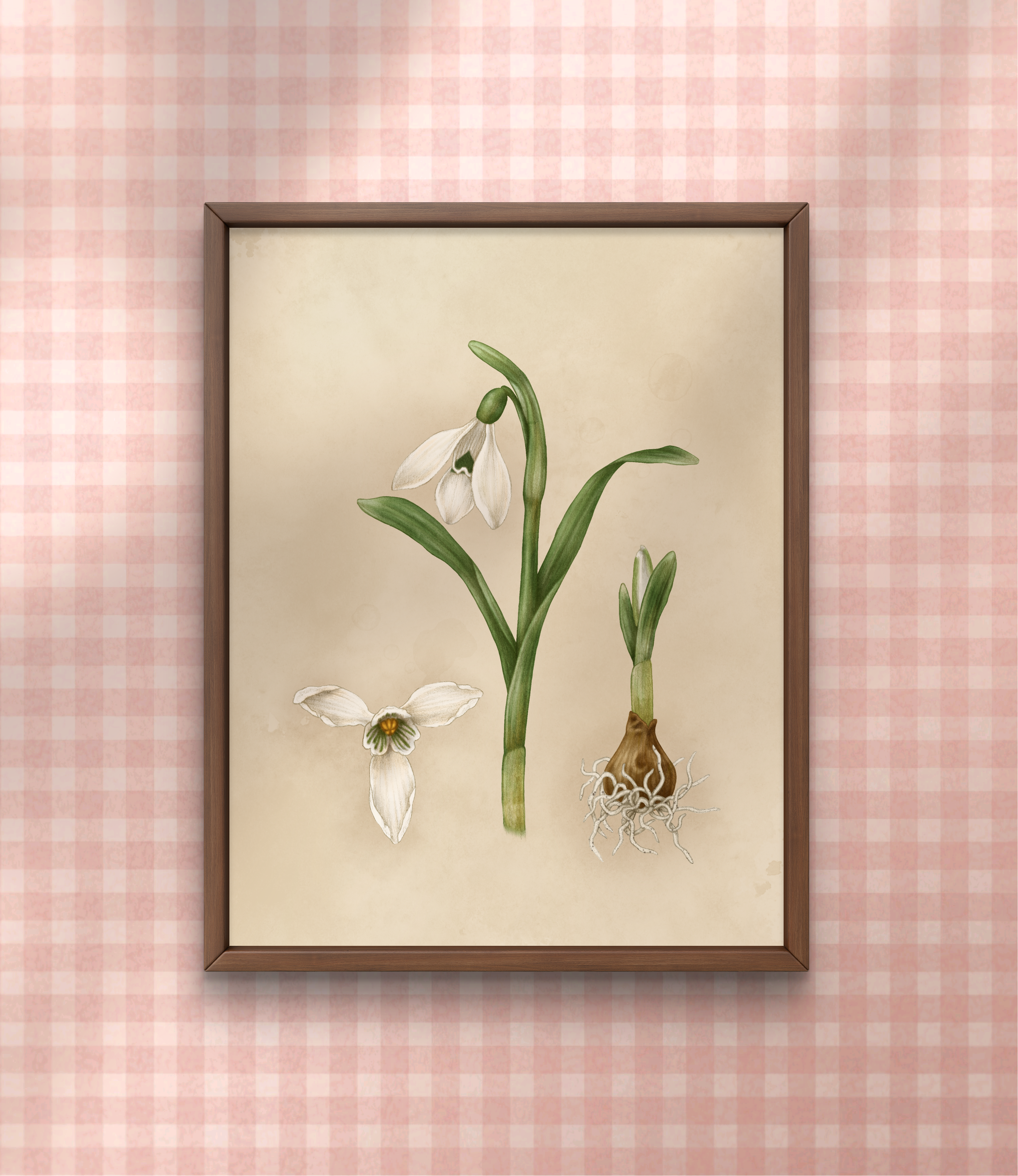 Spring Snowdrop Study 8x10 Print