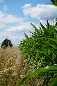 WhatsApp Image 2020-07-12 at 16.04.51 (4