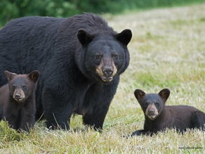 Family of Black bears