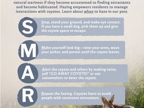 How to safely haze coyotes and black bears
