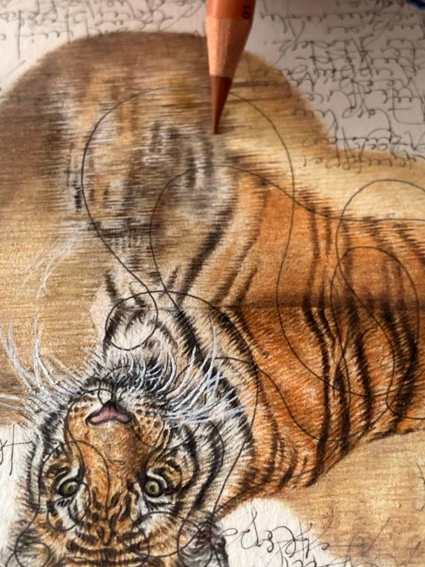 Thumbnail: Bengal Tiger & Indian Peafowl