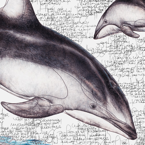 Pacific White-sided Dolphin | The Headlessketcher