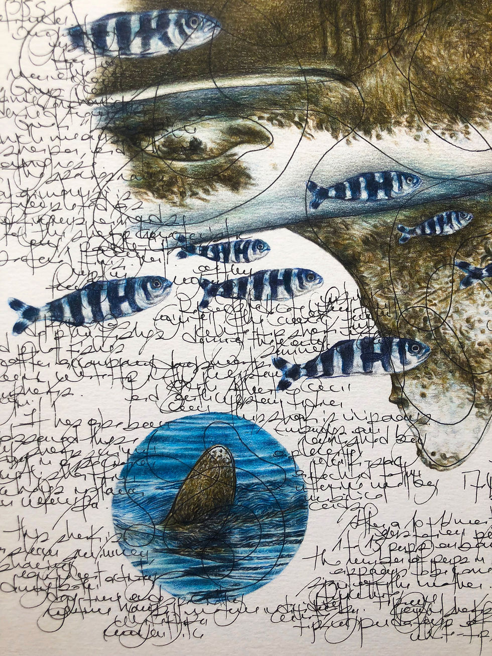 Thumbnail: Oceanic Whitetip Shark