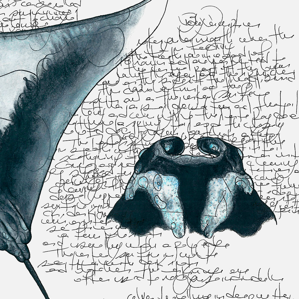Thumbnail: Giant Oceanic Manta Ray