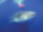 whale-shark-snorkeler-Australia-coast.jp