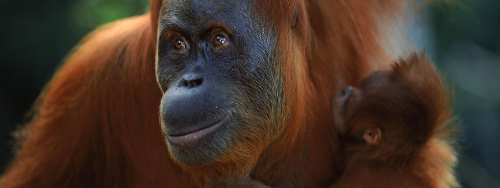 sumatran_orangutan_8.6.2012_Hero_and_Cir