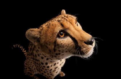 cheetah.adapt.1190.1.jpg