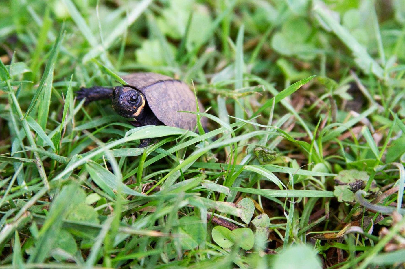 Bog Turtle