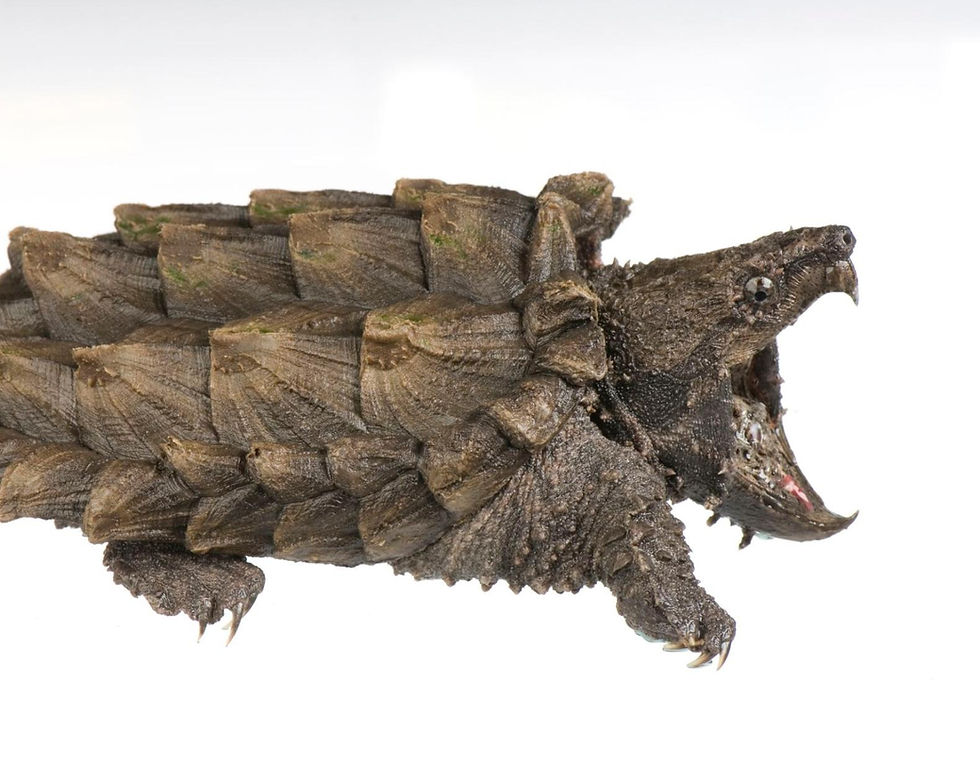 Alligator Snapping Turtle