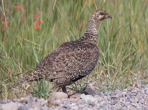 gunison sagegrouse.jpg