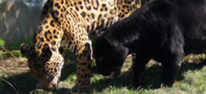 JaguarDay1bypool.jpg