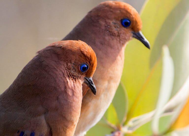 Blue-eyed Ground-dove