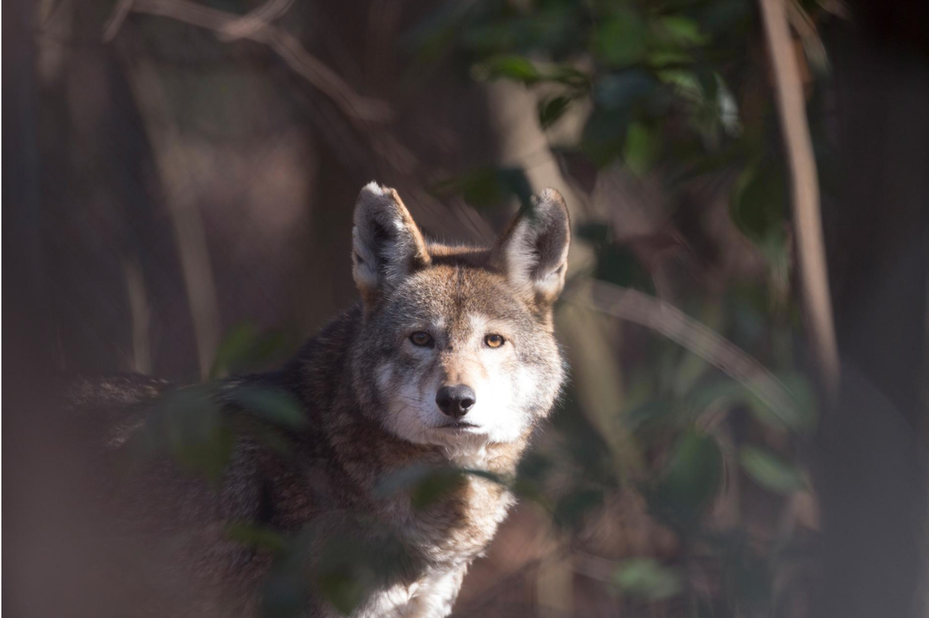 American Red Wolf