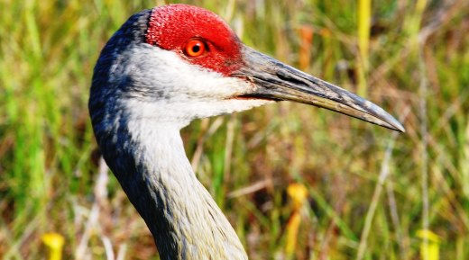 Mississippi Sandhill Crane