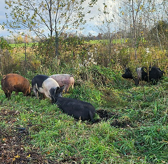 fall pigs_edited.jpg