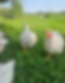field chickens22.png